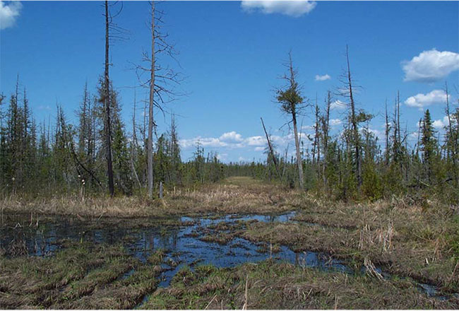Winter road scar, Farrington Township Conservation Reserve
