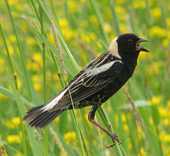 Colour photo of the Bobolink